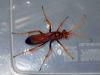 Hemipepsis sp.